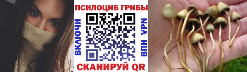MEGA рабочий сайт  где продают наркотики  Уржум  Псилоцибиновые грибы Cubensis 